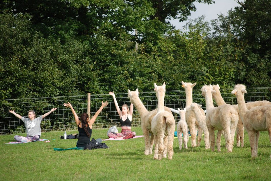 SWNS_ALPACA_YOGA_01.jpg