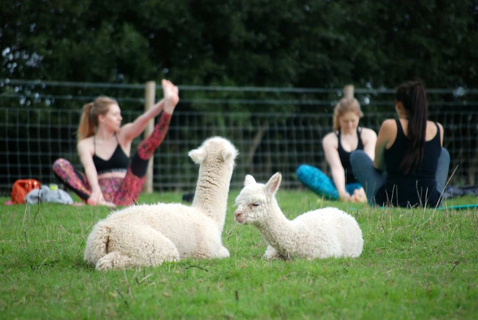 SWNS_ALPACA_YOGA_05.jpg