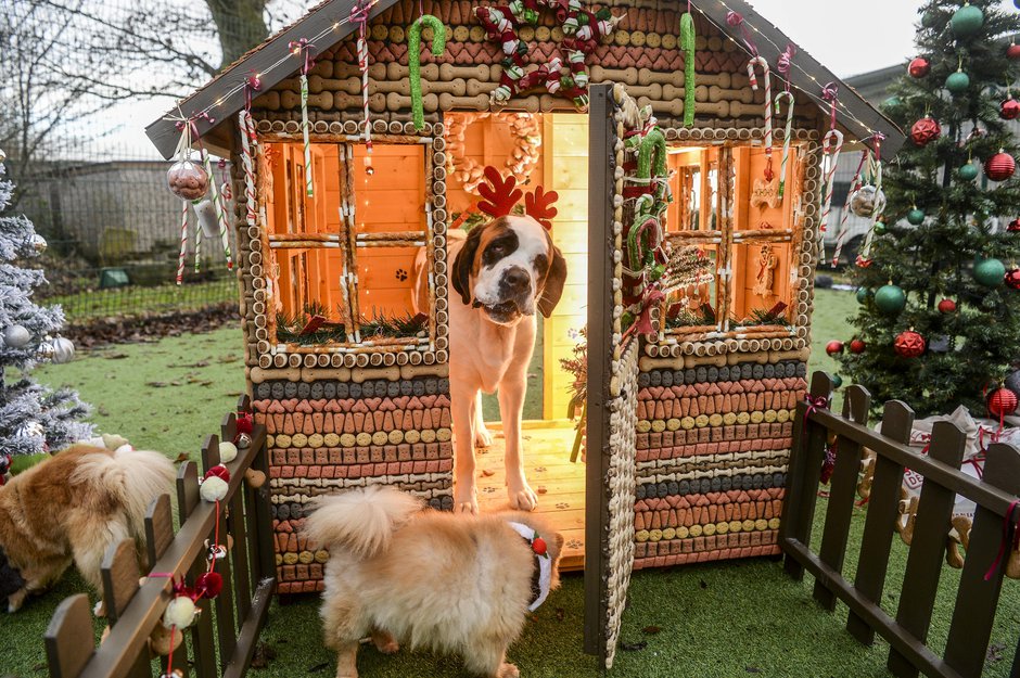 SWNS_DOGGY_GROTTO_17.jpg
