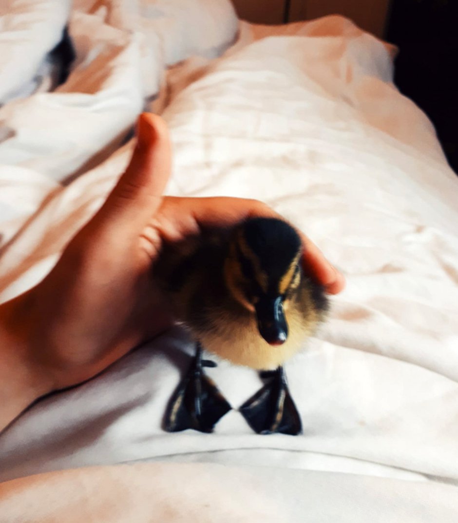 SWNS_DUCK_PET_02.jpg