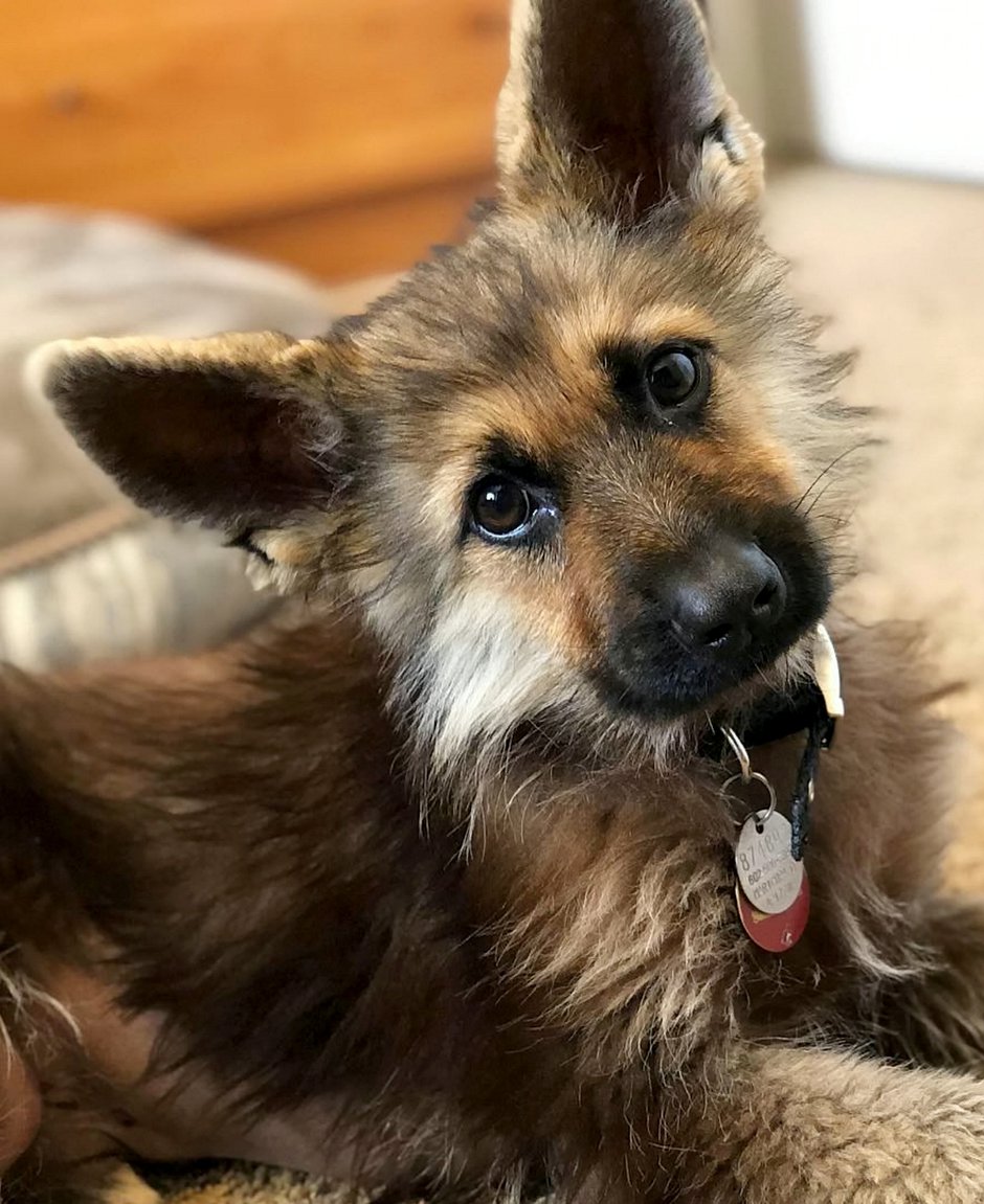 SWNS_DWARF_GERMANSHEPHERD_03.jpg