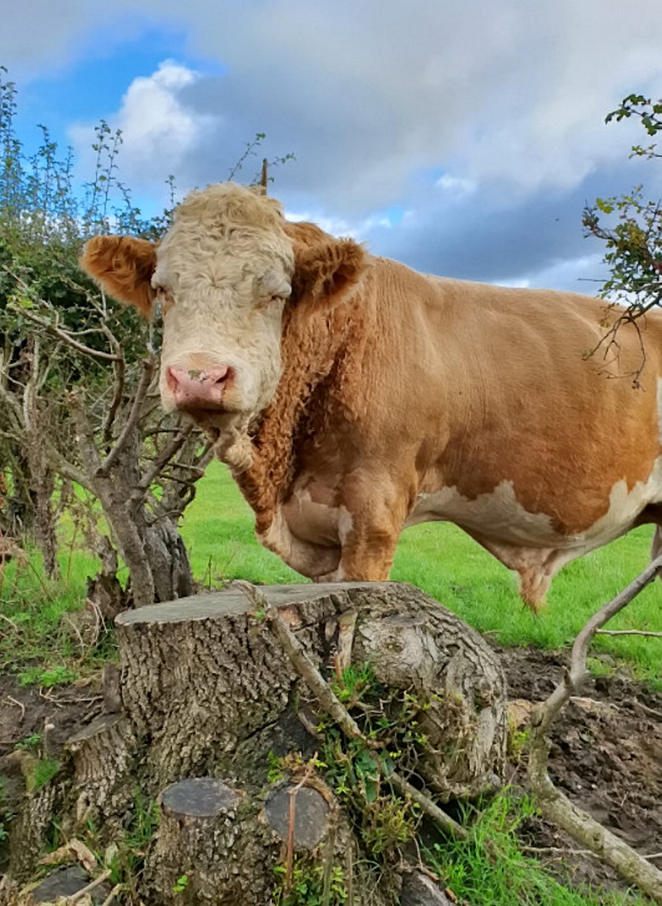 SWNS_GARDEN_BULL_011.jpg