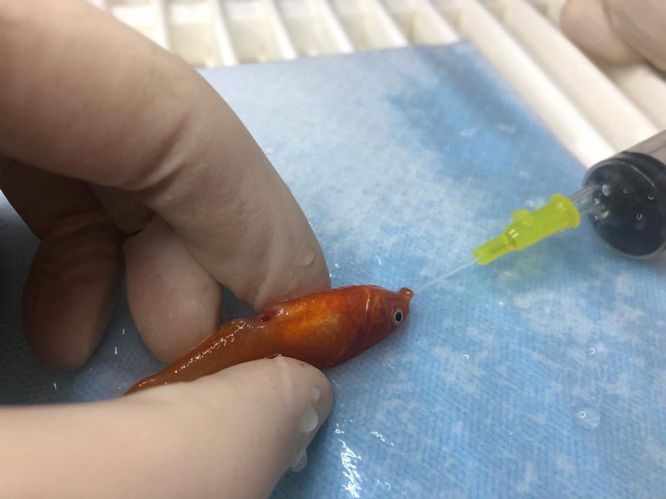 SWNS_GOLDFISH_SURGERY_004.jpg