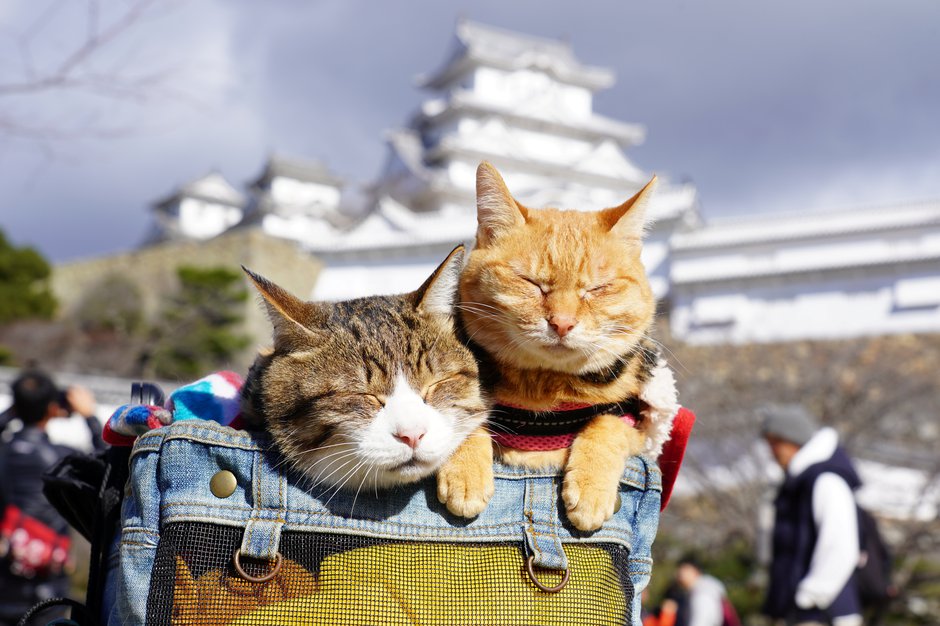 SWNS_JAPAN_CATS_02.jpg