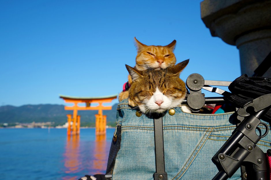 SWNS_JAPAN_CATS_05.jpg