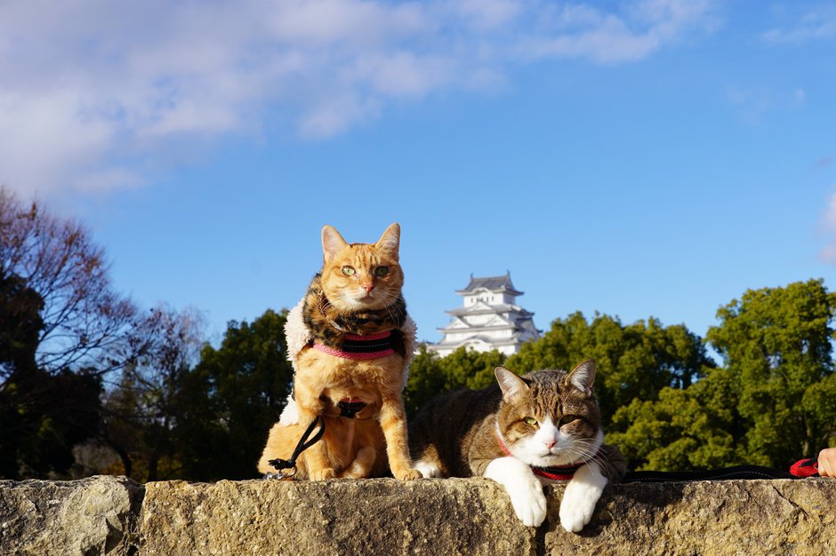 SWNS_JAPAN_CATS_13.jpg