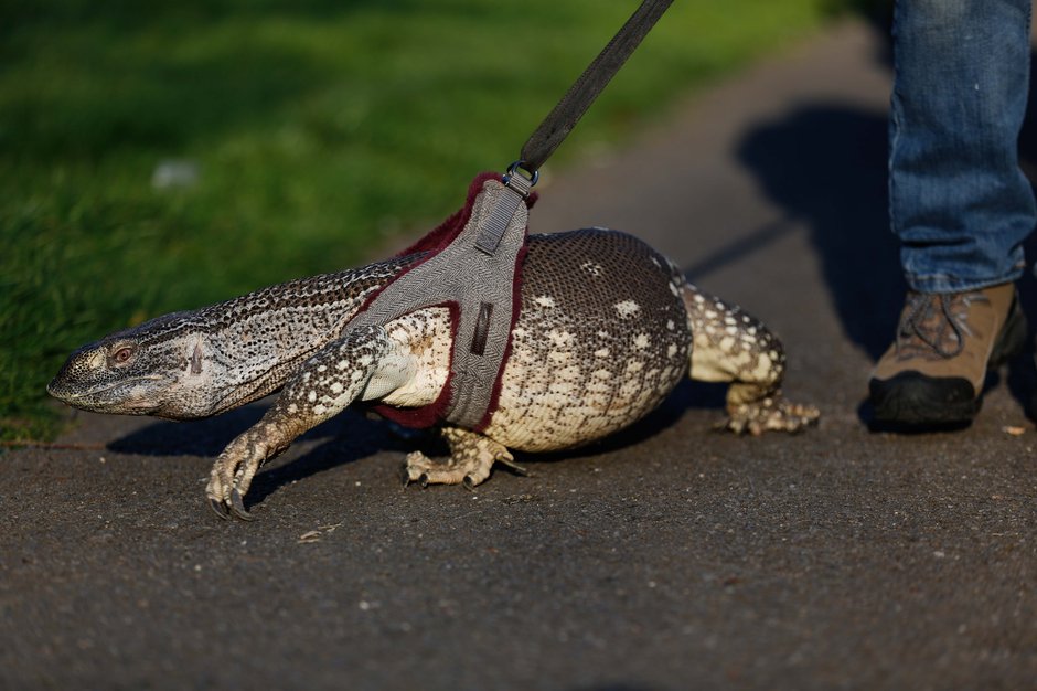 SWNS_LIZARD_WALK_08.jpg