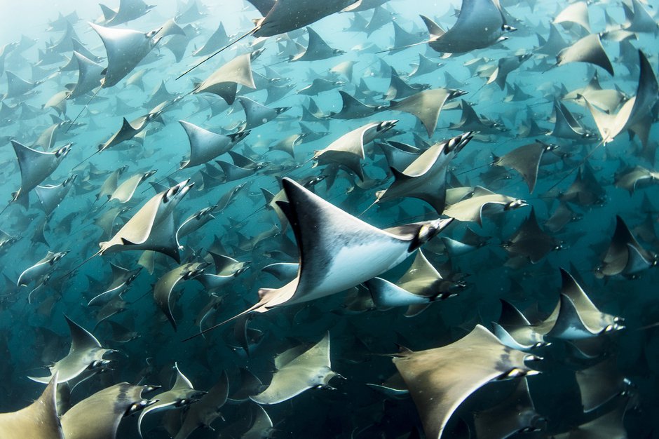 SWNS_MOBULA_RAYS_03.jpg