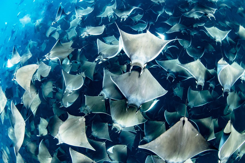 SWNS_MOBULA_RAYS_06.jpg