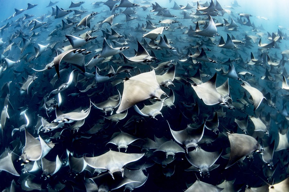 SWNS_MOBULA_RAYS_07.jpg