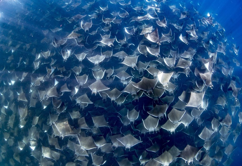 SWNS_MOBULA_RAYS_10.jpg