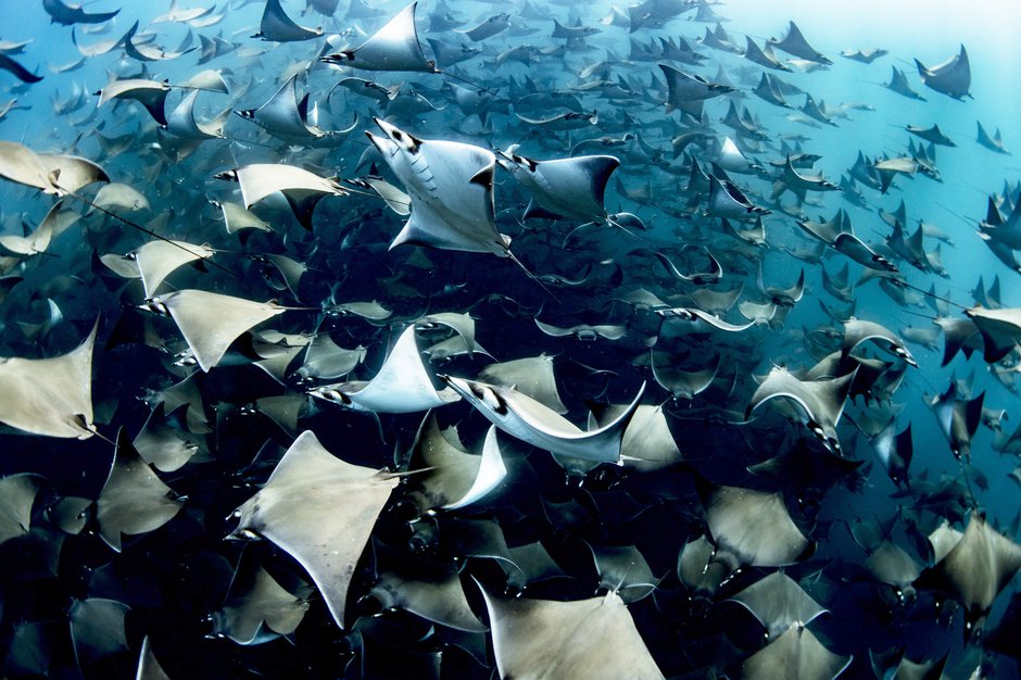 SWNS_MOBULA_RAYS_17.jpg