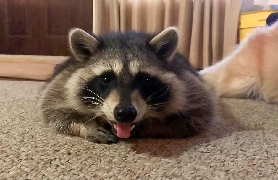 SWNS_PET_RACCOON_02.jpg