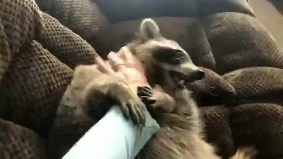 SWNS_PET_RACCOON_04.jpg