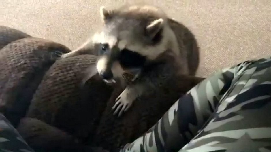 SWNS_PET_RACCOON_06.jpg