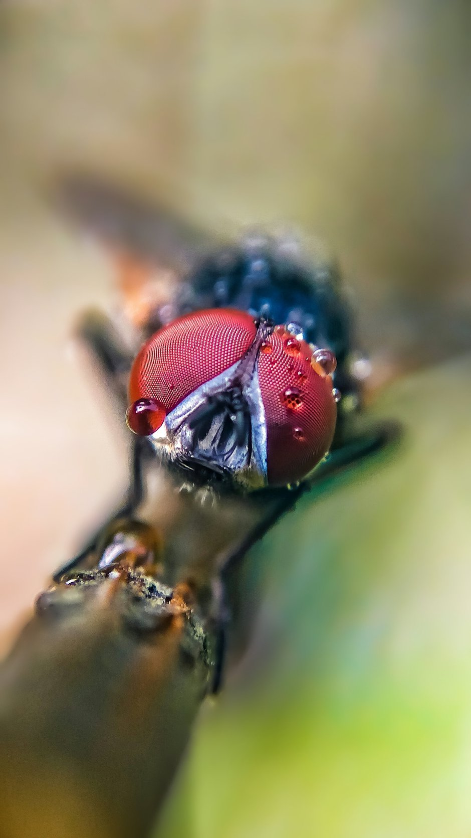 SWNS_PHONE_MACRO_07.jpg