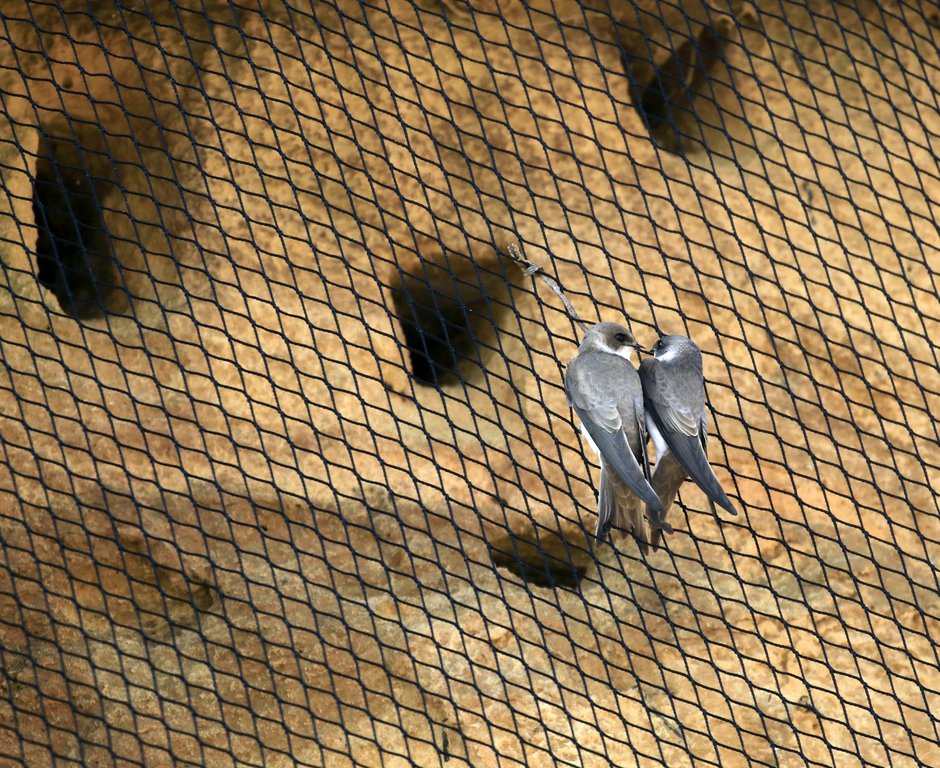 SWNS_SANDMARTIN_NESTING_11.jpg