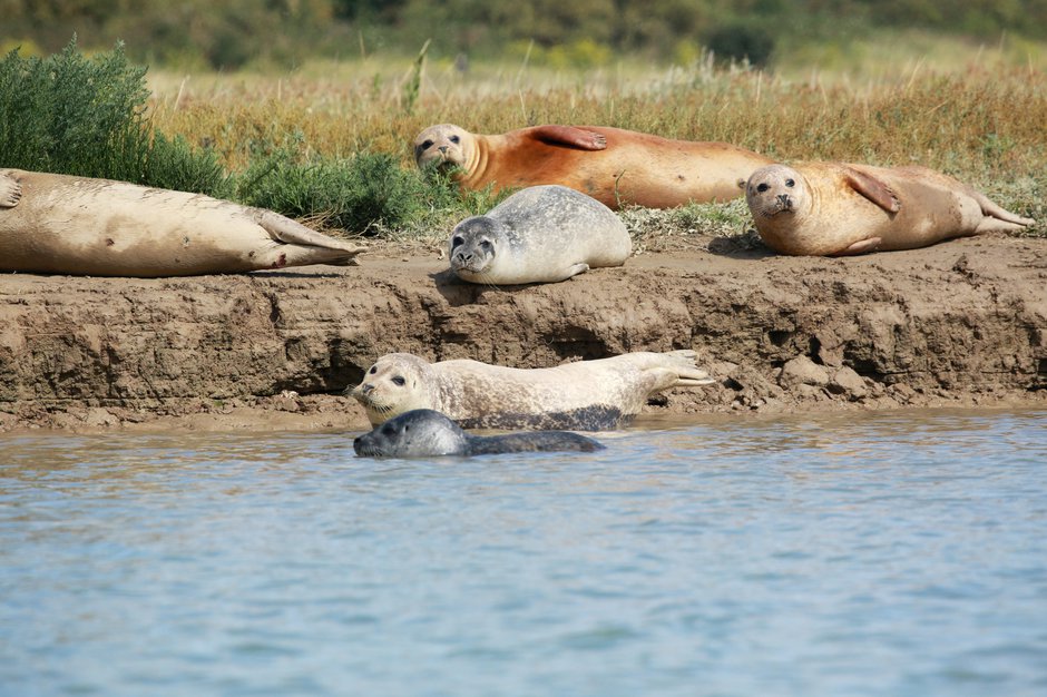 SWNS_THAMES_SEALS_003.jpg