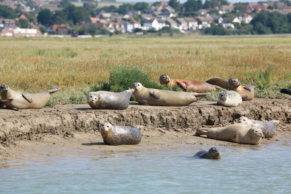 SWNS_THAMES_SEALS_006.jpg