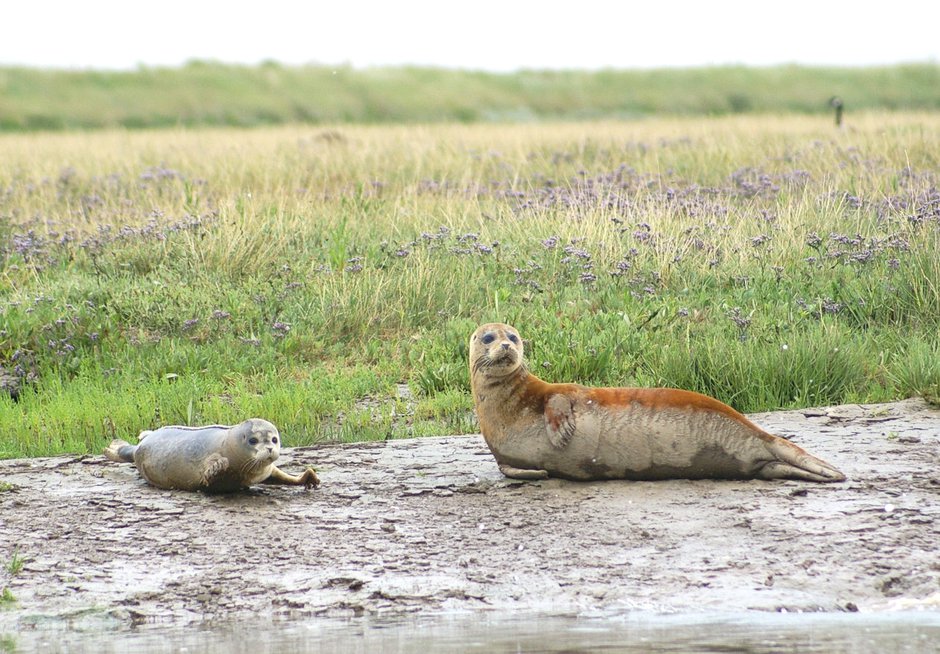 SWNS_THAMES_SEALS_012.jpg