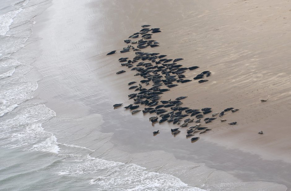 SWNS_THAMES_SEALS_013.jpg