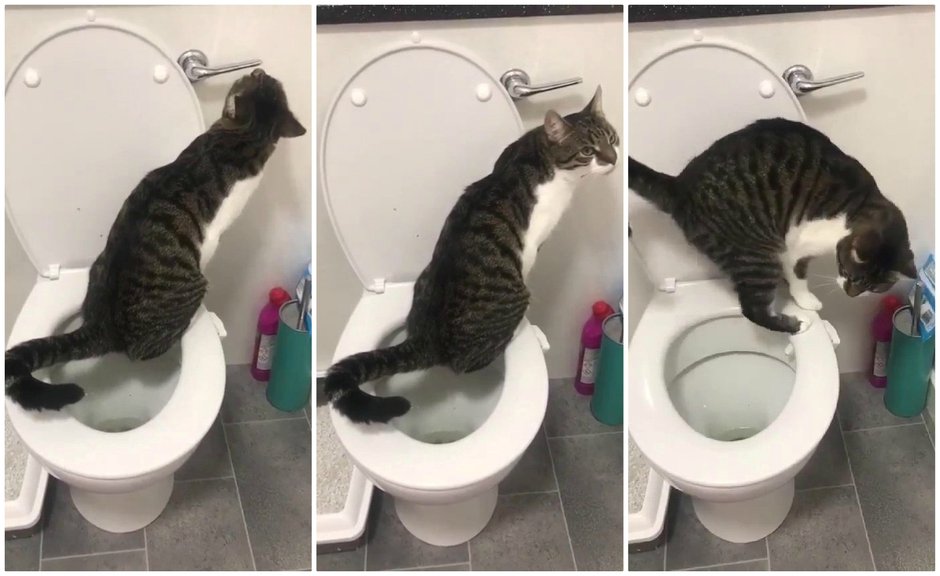 SWNS_TOILET_CAT_001.jpg