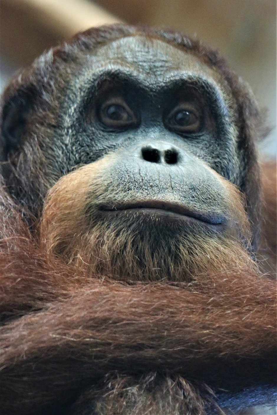 SWNS_US_ORANGUTAN_03.JPG