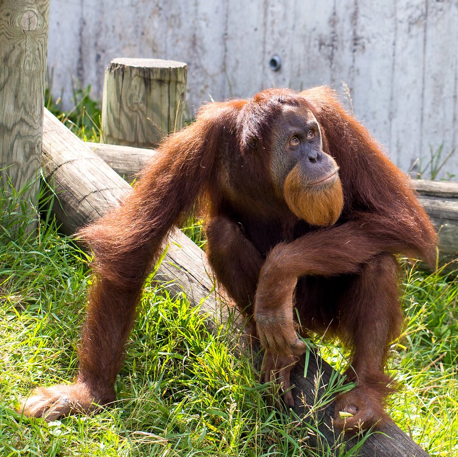 SWNS_US_ORANGUTAN_05.jpg