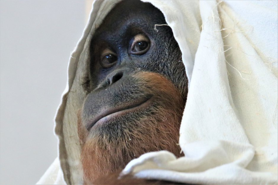 SWNS_US_ORANGUTAN_07.JPG