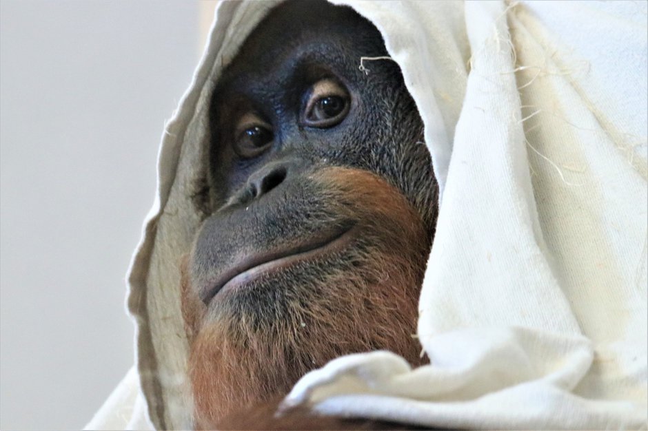 SWNS_US_ORANGUTAN_07.JPG