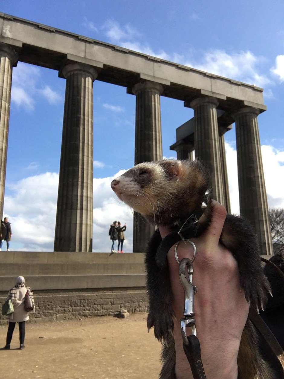 SWNS_WORLD_FERRET_15.jpg